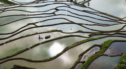 Balance of the Five Elements