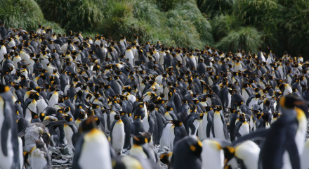 Fascinating Antarctica