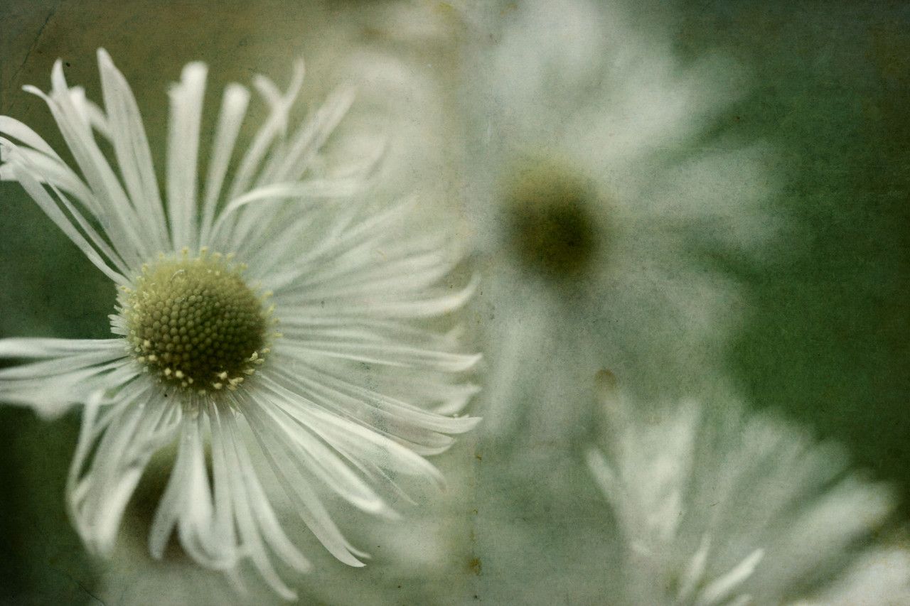 flowers |  © 2025 // Regina Minwegen flowers