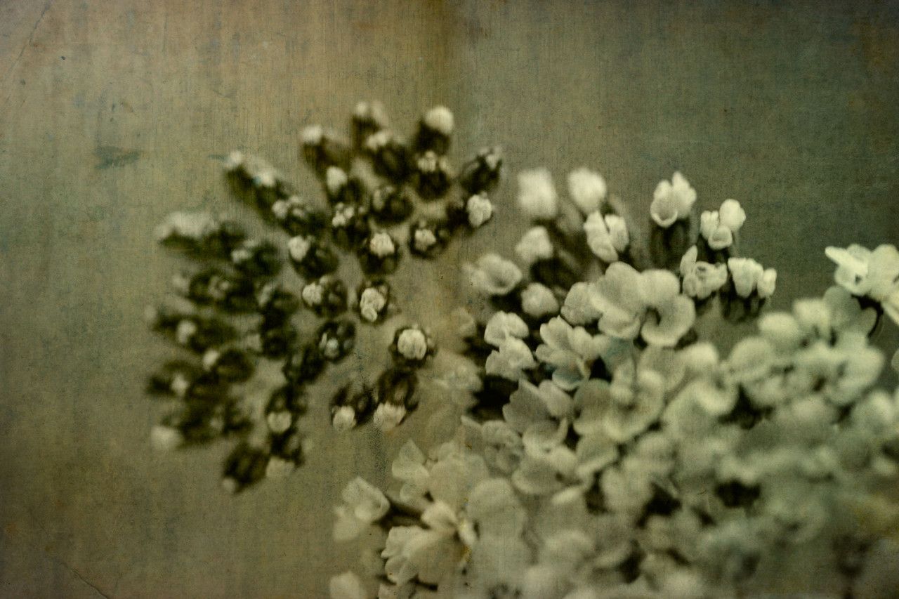 flowers |  © 2025 // Regina Minwegen flowers